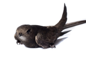 blackswift